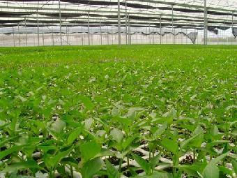 寿光大地温室蔬菜种苗批发 品种、价格与选购指南