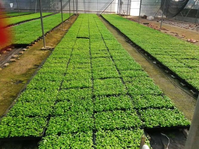 大叶伞种苗 筛盆苗培育与形态特征解析