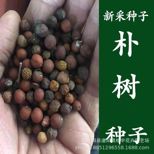 朴树绿化苗木种子与种苗 全面指南