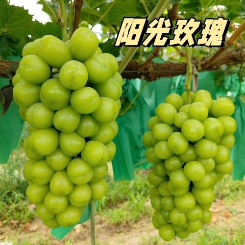 100果树种苗厂家